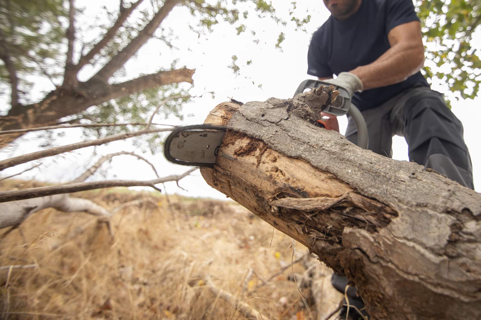 Tree care work Charlotte