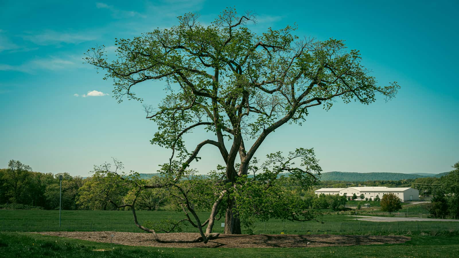 Tree work completed Charlotte