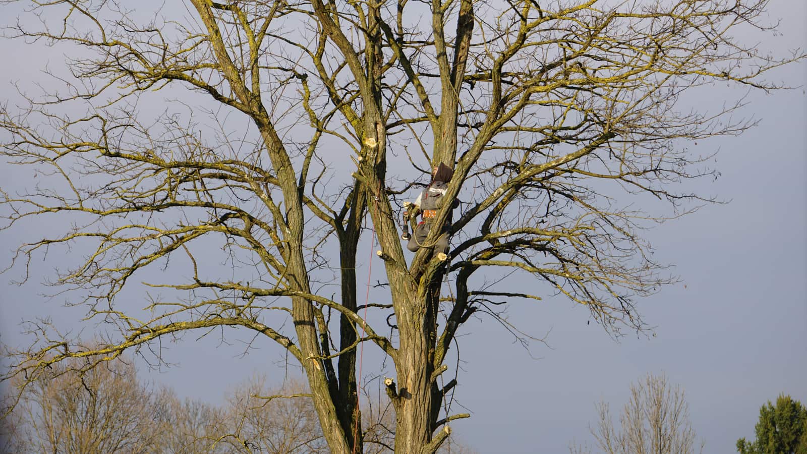 Paul Bunyan Tree Care project