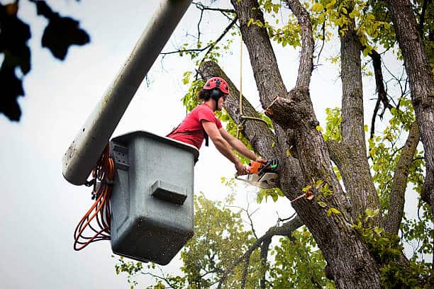 Construction Site Tree Preservation