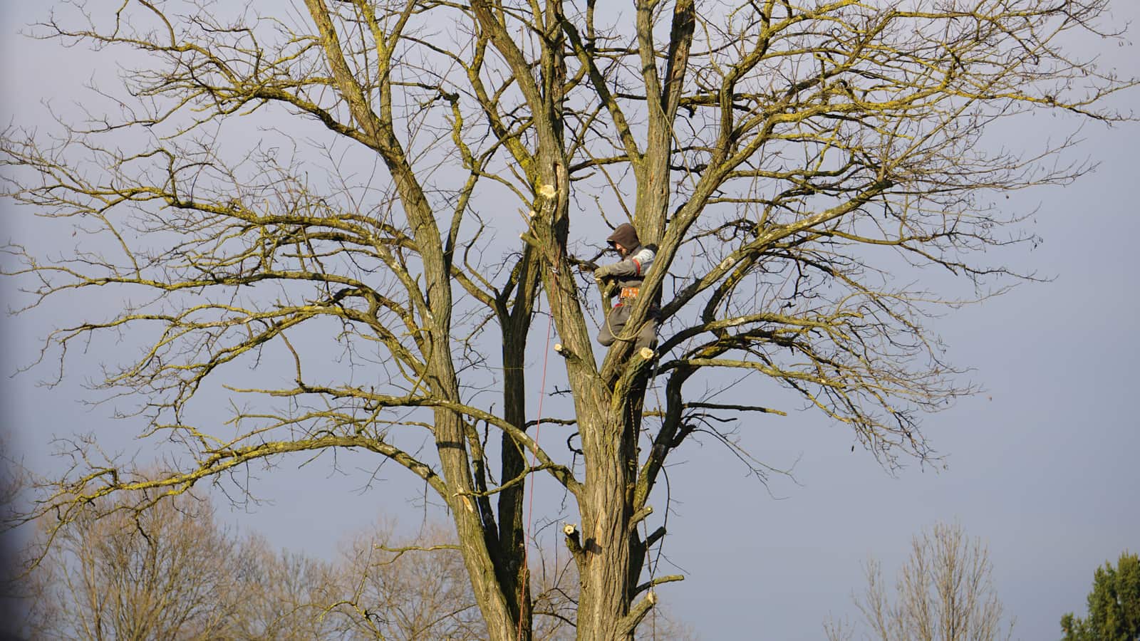 Tree Pruning